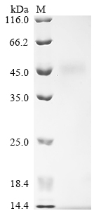 Recombinant Rat Submandibular gland secretory Glx-rich protein CB (Grpcb)