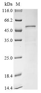 Recombinant Saccharomyces cerevisiae Adenosylmethionine-8-amino-7-oxononanoate aminotransferase (BIO3)