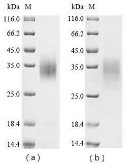 Recombinant Saccharomyces cerevisiae Mitochondrial FAD-linked sulfhydryl oxidase ERV1 (ERV1)