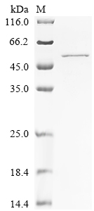 Recombinant Arginine deiminase (arcA)