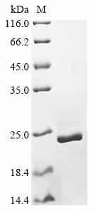 Recombinant Magnaporthe oryzae Cutinase (CUT1)