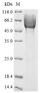 Recombinant Giardia intestinalis Surface antigen CRP170, partial