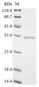 Recombinant African swine fever virus Uncharacterized protein K145R (Mal-059)