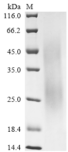 Recombinant Rhipicephalus sanguineus Evasin-3