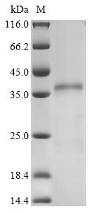 Recombinant Human Heterogeneous nuclear ribonucleoproteins A2/B1 (HNRNPA2B1)