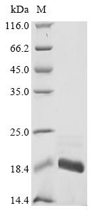 Recombinant Rat Superoxide dismutase [Cu-Zn] (Sod1)