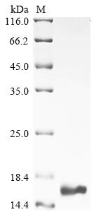 Recombinant Mouse Otoraplin (Otor)