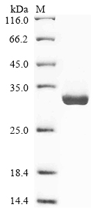 Recombinant Human Neuropeptide B (NPB)