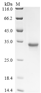 Recombinant Human Melanotransferrin (MFI2)