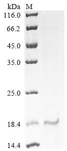 Recombinant Bovine Myoglobin (MB)