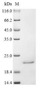 Recombinant Human Interferon alpha-16 (IFNA16)