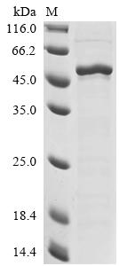 Recombinant Human Forkhead box protein G1 (FOXG1)