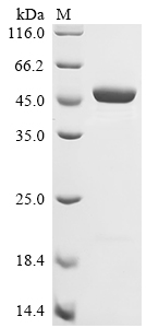 Recombinant Mouse Beta-enolase (Eno3)