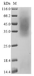 Recombinant Mouse Beta-enolase (Eno3)