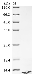 Recombinant Human Endothelin-3 (EDN3)