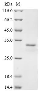 Recombinant Rat Dystrophin (Dmd), partial