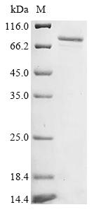 Recombinant Human Cytochrome P450 4F8 (CYP4F8), partial