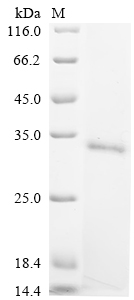 Recombinant Bovine Bone morphogenetic protein 4 (BMP4)