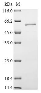 Recombinant Human Vacuolar protein sorting-associated protein 4A (VPS4A)