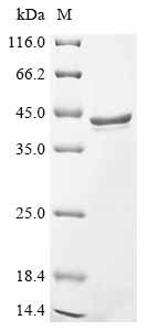 Recombinant Streptococcus mitis Manganese ABC transporter substrate-binding lipoprotein (psaA)