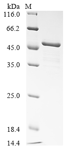 Recombinant Human NAD-dependent protein deacetylase sirtuin-7 (SIRT7)