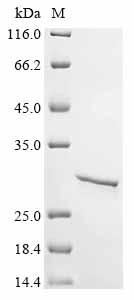Recombinant Human Zinc finger MYM-type protein 2 (ZMYM2), partial