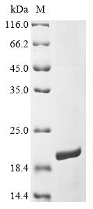 Recombinant Human Taste receptor type 2 member 10 (TAS2R10), partial