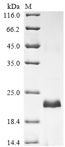 Recombinant Rat Group 10 secretory phospholipase A2 (Pla2g10)