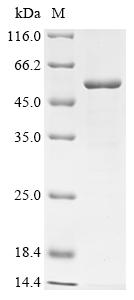 Recombinant Human Transmembrane protease serine 4 (TMPRSS4), partial