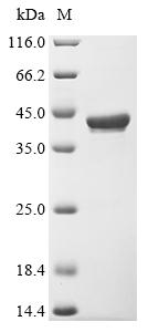 Recombinant Streptococcus oralis Manganese ABC transporter substrate-binding lipoprotein (psaA)