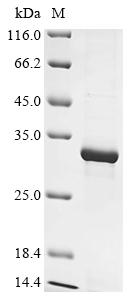 Recombinant Bovine Myosin-1 (MYH1), partial