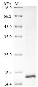 Recombinant Naja atra Cytotoxin 3b