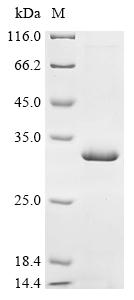 Recombinant Antheraea pernyi nuclear polyhedrosis virus Viral cathepsin (VCATH)
