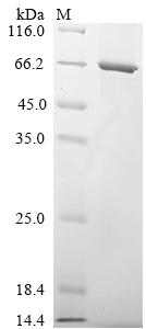 Recombinant Human Fc receptor-like protein 3 (FCRL3), partial