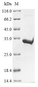 Recombinant Human Piezo-type mechanosensitive ion channel component 1 (PIEZO1), partial