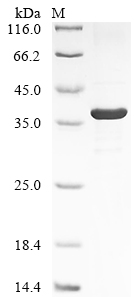 Recombinant Human Intelectin-1 (ITLN1)