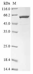 Recombinant Human N(6)-adenine-specific methyltransferase METTL4 (METTL4)