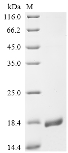 Recombinant Monkeypox virus Envelope protein A28 homolog (A30L), partial