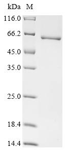 Recombinant Human MORC family CW-type zinc finger protein 4 (MORC4), partial