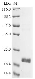 Recombinant Human Olfactory receptor 7D4 (OR7D4), partial