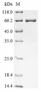 Recombinant Streptococcus gordonii Platelet binding protein GspB (gspB), partial