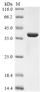 Recombinant Human A disintegrin and metalloproteinase with thrombospondin motifs 14 (ADAMTS14), partial