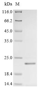 Recombinant Human Sodium/iodide cotransporter (SLC5A5), partial