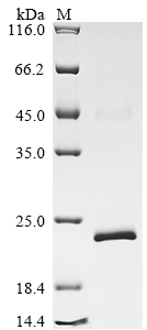 Recombinant Human Relaxin receptor 2 (RXFP2), partial