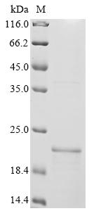 Recombinant Human G-protein coupled bile acid receptor 1 (GPBAR1), partial