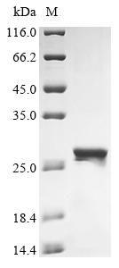 Recombinant Human UBA-like domain-containing protein 2 (UBALD2)