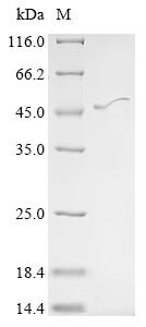 Recombinant Mouse Cyclic AMP-responsive element-binding protein 5 (Creb5)