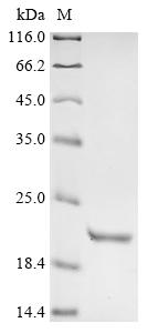 Recombinant Mouse Corticoliberin (Crh)