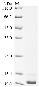Recombinant Dog Trefoil factor 3 (TFF3)