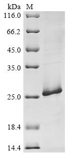 Recombinant Human BRCA1-associated protein (BRAP), partial